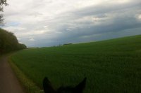 williwilden.de - Kutschfahrt am Sonnenhof